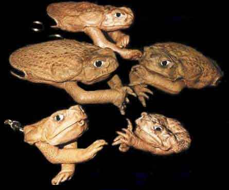 Cane toad purses