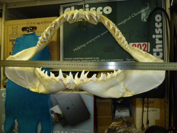 Mako Shark Jaw 28” Inches Wide (71cm)