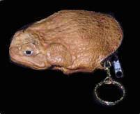 Toad Key Purse With No Legs